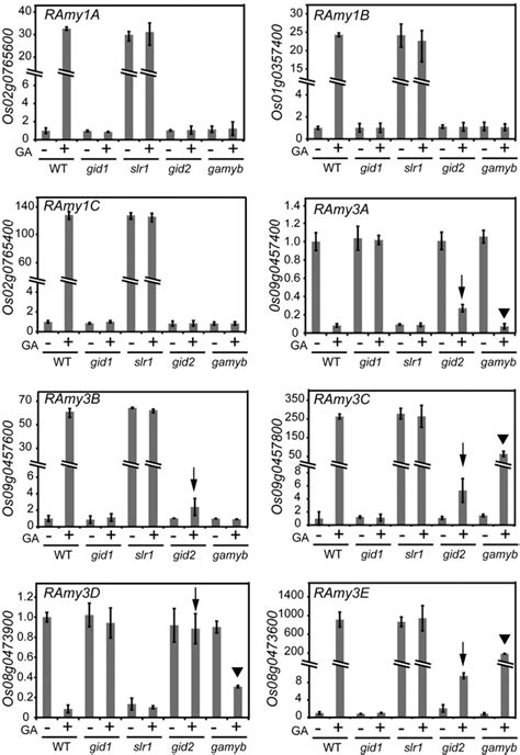 Figure From Comprehensive Gene Expression Analysis Of Rice Aleurone