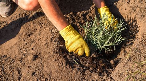 Cómo trasplantar lavanda en 8 sencillos pasos