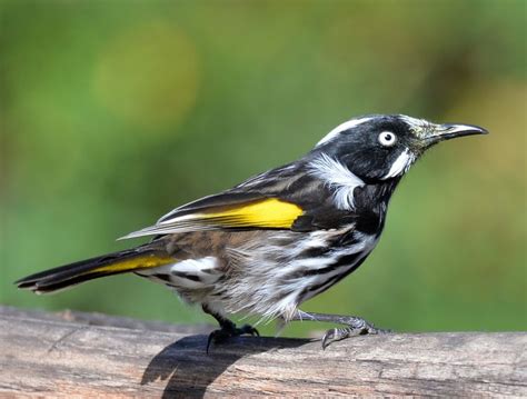 Meet The New Holland Honeyeater Small Dynamic Bird With Impressive