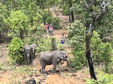 Chiang Mai Excursión en Grupo al Santuario de Elefantes y la Cascada