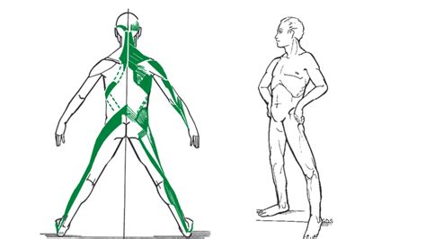 Curso Gds Curso De Fisioterapia Cadeias Musculares Gds