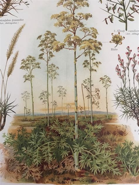 Plants of the Steppe, Original Coloured Lithography Encyclopedia Print ...