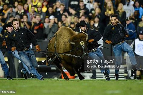 Ralphie The Buffalo Photos and Premium High Res Pictures - Getty Images