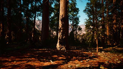 famous Sequoia park and giant sequoia tree at sunset 6041292 Stock ...