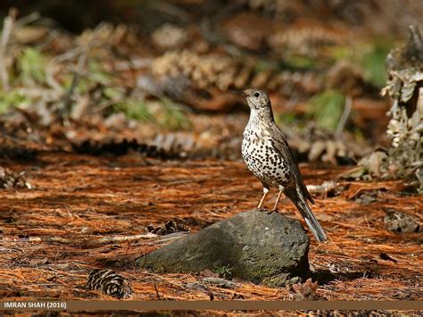 Mistle Thrush Turdus Viscivorus Mistle Thrush Turdus Vi… Flickr