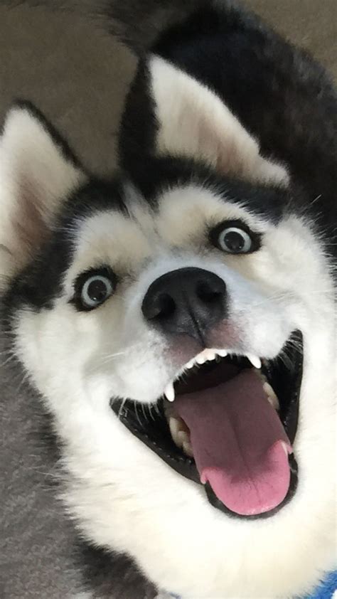 I love this face!!!!! #SiberianHusky | Siberian husky dog, Husky dogs