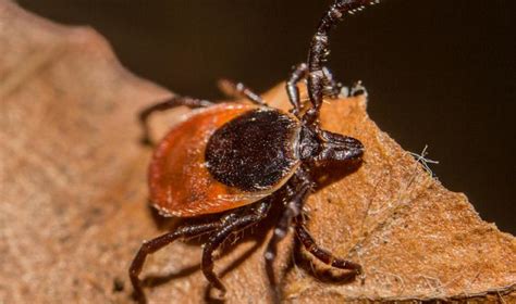 Lyme Disease Increases In States That Neighbor Hot Spots Cidrap