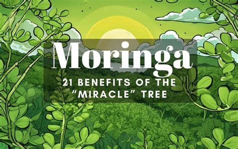 Benefits of Moringa | SynerChi Organics Superfoods