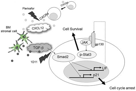 Simultaneous Blockade Of TGF B And CXCL12 CXCR4 Signaling May Enhance