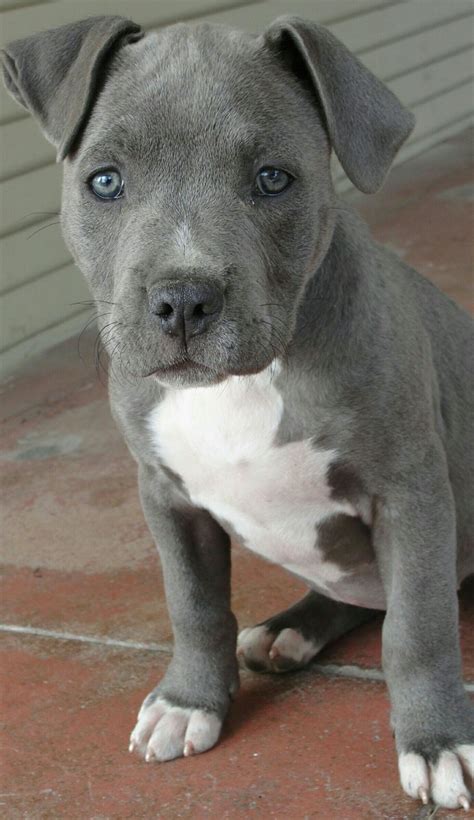 Love The Color Puppies Cute Animals Blue Nose Pitbull Puppies