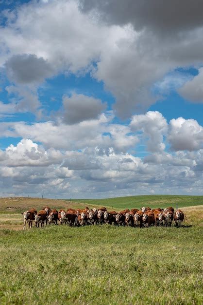 Una Manada De Ganado Hereford Pastando Bajo Un Gran Cielo De Pradera En