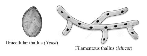 General Characteristics Of Fungi Habitat Nutrition Vegetative