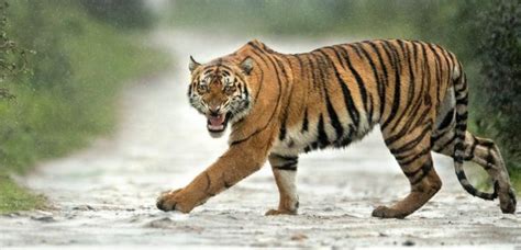 Assam Tiger Reserves Get Cats Accreditation News Live Tv Assam