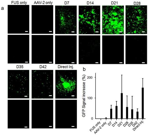 longitudinal gfp expression profiles  gfp expression assayed weekly