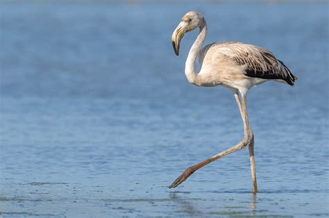 Flamenc Flamenco Comun Greater Flamingo Flamant Rose Flickr