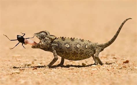 778 Lizard Eating Insect Stock Photos Free And Royalty Free Stock