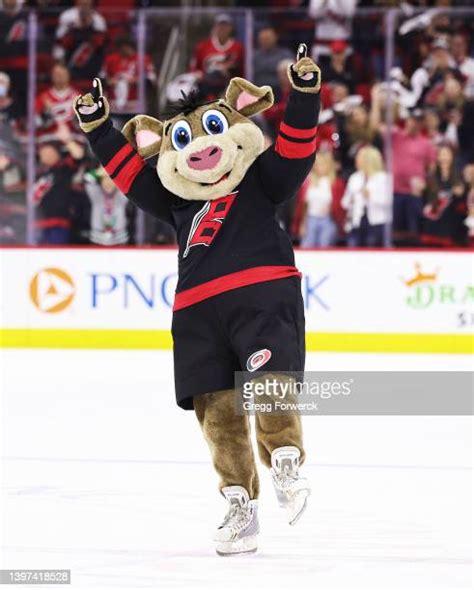 Stormy The Ice Hog Photos and Premium High Res Pictures - Getty Images