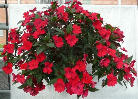 Neat Sunpatiens Hanging Baskets Trailing Periwinkle