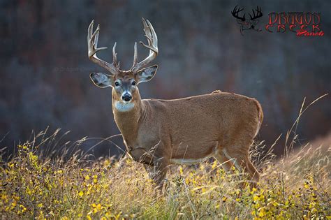 Trophy Whitetail Deer in Grassland