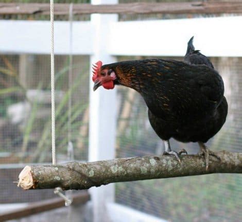 DIY Chicken Swing - Homestead & Survival