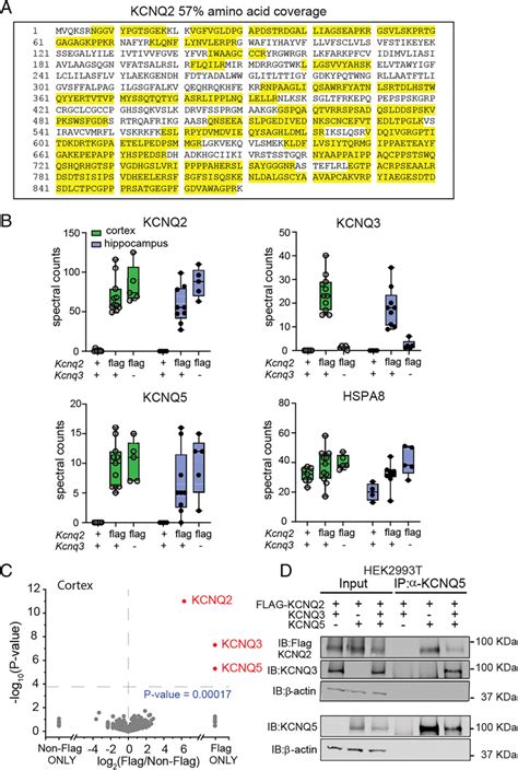 Kcnq2 And Kcnq5 Form A Complex In The Brain A Representative