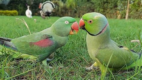 Beautiful Talking And Dancing Alexander Parrot And Ringneck Parrot Youtube