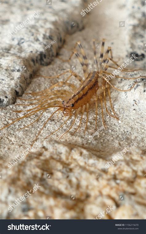 Scutigera Coleoptrata Commonly Known House Centipede Stock Photo