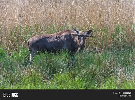 Moose Eurasian Elk On Image & Photo (Free Trial) | Bigstock