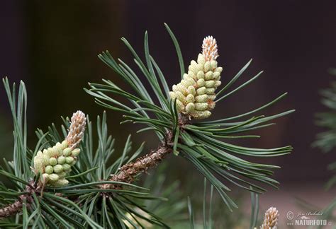 Borovice Blatka Naturfoto Cz