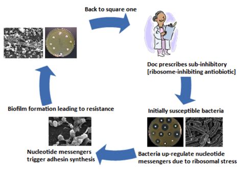 Biofilms And Human Implants Microbewiki