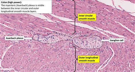 Colon Normal Histology NUS Pathweb NUS Pathweb