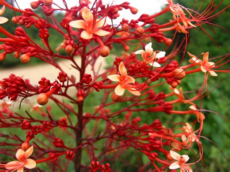 Clerodendrum Paniculatum Lamiaceae Image 25477 At PhytoImages Siu Edu