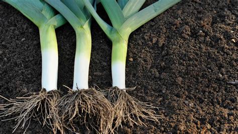 How To Grow Leeks Easy Guide For Your Kitchen Garden