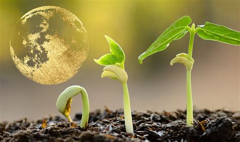 Cómo influyen las fases de la Luna en el desarrollo de las plantas