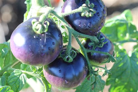 Tomate Bio Osu Blue Naturellement Bleue Atelier Des Bons Plants 56