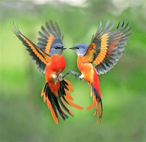 The Most Beautiful Flying Bird News0days