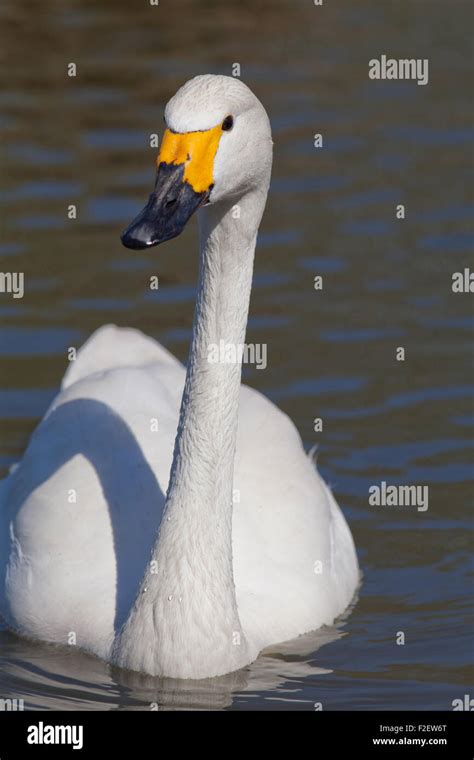 Russia tundra animals hi-res stock photography and images - Alamy