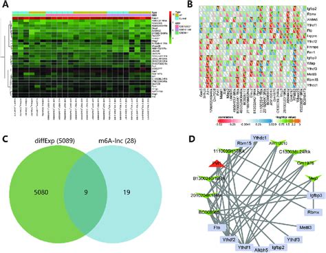 M A Lncrna Network Construction A The Expression Heatmap Of