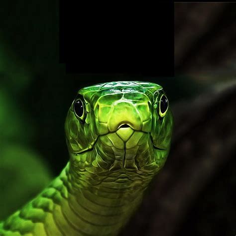 Scary Snake Wallpapers Wallpaper Cave