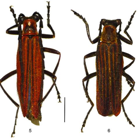 Aedeagus 16 19 22 Ventral View 17 20 23 Dorsal View 18 21 24 Download Scientific