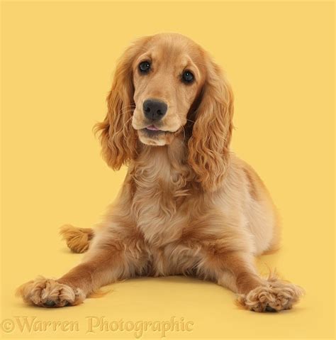 Dog Golden Cocker Spaniel Photo Wp41217