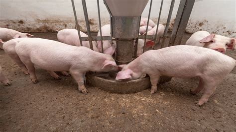 Pig Feed And Management Guidelines