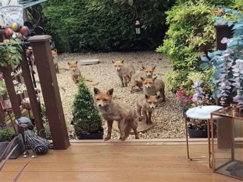 Une Femme Est Amie Avec Une Famille De Renards Depuis Ans Funy Worlds