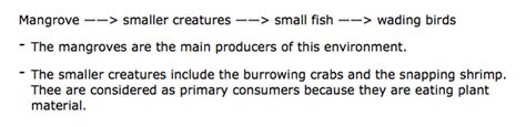 Food Chains and Webs - The Mangrove Ecosystem