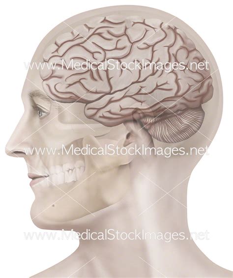 Skull Showing Brain Anatomy – Medical Stock Images Company