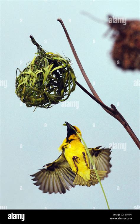 Black Headed Weaver Bird Ploceus Cucullatus Stock Photo Alamy