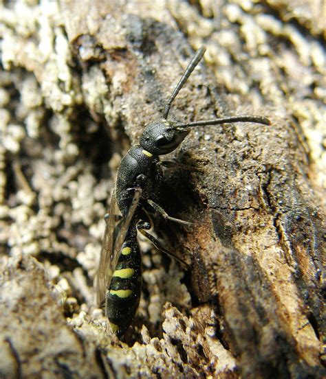 Monosapyga Clavicornis Female Furzey Gardens New Forest Flickr