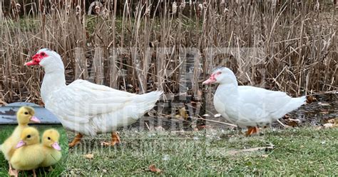 Breed Spotlight Muscovy Meyer Hatchery Blog