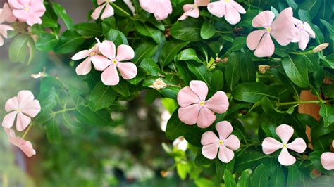 How To Grow And Take Care Of Annual Vinca Plants