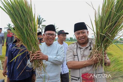 Gubernur Ntb Panen Raya Padi Untuk Jaga Persediaan Beras Antara News